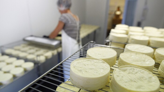 Camembert-Herstellung in einer Käsereei in der französischen Normandie