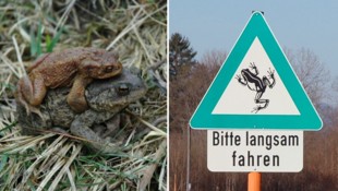 Die Aktion „Rettet die Frösche“ ist im Einsatz, um den Amphibien ein Queren von Straßen zu ...