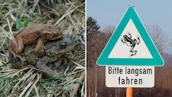 Die Aktion „Rettet die Frösche“ ist im Einsatz, um den Amphibien ein Queren von Straßen zu ermöglichen. (Bild: Karina Smole-Wiener/Arge NATURSCHUTZ)