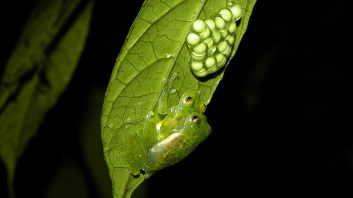 Bei manchen Glasfrosch-Arten macht sich das Männchen nach der Paarung aus dem Staub.
