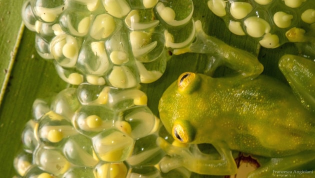 Fürsorgliche Glasfrosch-Väter haben kleinere Hoden als jene, die sich nach der Paarung aus dem Staub machen. 