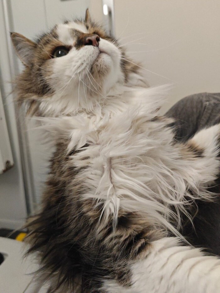 Eine der Katzen, die in der Messiewohnung gefunden wurden