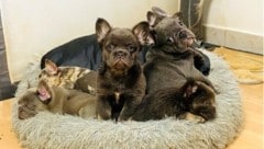 Das grausame Geschäft mit kleinen Hunden: Diese Welpen wurden viel zu jung von ihren Müttern ...