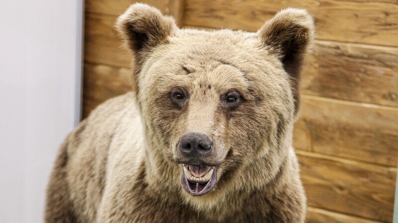 Der „Schwarzacher Bär“ (Bild: Tschepp Markus)