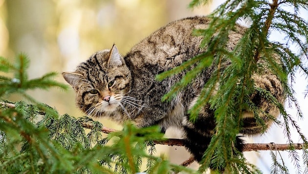 Kočka divoká byla spatřena, ale zatím nebyla potvrzena vzorkem DNA. (Bild: ÖBf/W. Simlinger)