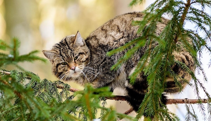 The wildcat was native to Austria until the 1950s.