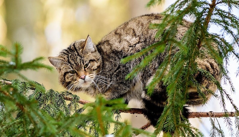 Die Wildkatze war bis zu den 1950er Jahren in Österreich heimisch.  (Bild: ÖBf/W. Simlinger)