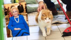 Eine Katze von Heidi Horten-Goess lebt im Tierheim.