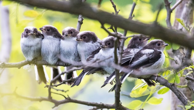 Junge Schwanzmeisen, die gerade ihr Nest verlassen haben. (Bild: BirdLife/Anita Hombauer)