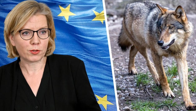 The federal states want to lower the protection status of the wolf. Minister Leonore Gewessler would rather "preserve diverse wildlife". (Bild: Photos.com, a division of Getty Images (Symbolbild), EXPA/Johann Groder, Roland Schlager, Krone KREATIV,)