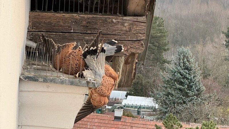 Die Metall-Spikes sollten eigentlich Tauben abwehren, für zwei Falken wurden sie zur Fallen. (Bild: FF Kirtzendorf)