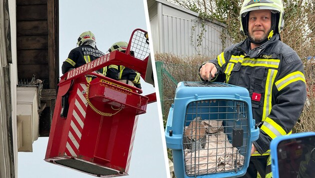 Zur Tierrettung hoch hinaus musste die Feuerwehr in Klosterneuburg-Kritzendorf. (Bild: FF Kritzendorf, Krone KREATIV)