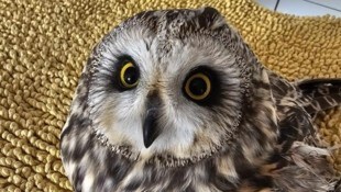 Der Eule musste leider der Flügel abgenommen werden. Sie bleibt im Tierheim in einer Voliere.