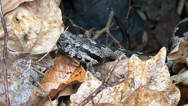 Zwei Monate zu früh wach: die Hornotter. (Bild: Reptilienzoo Happ)