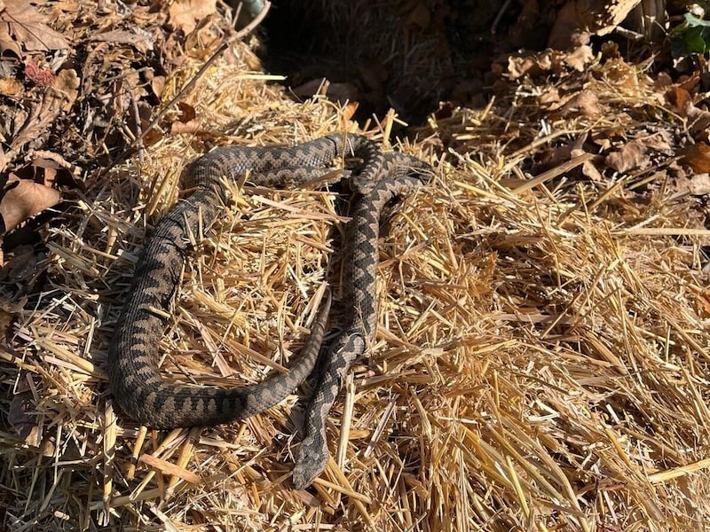 Ein Kälteeinbruch wäre für die Hornottern fatal. (Bild: Reptilienzoo Happ)