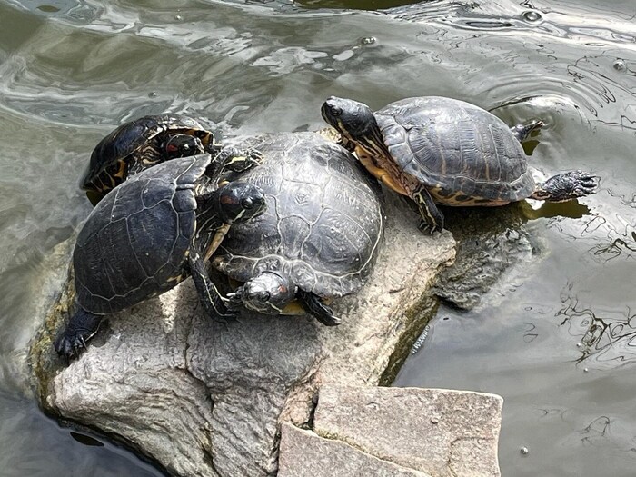 Auch die Wasserschildkröten sind wach.
