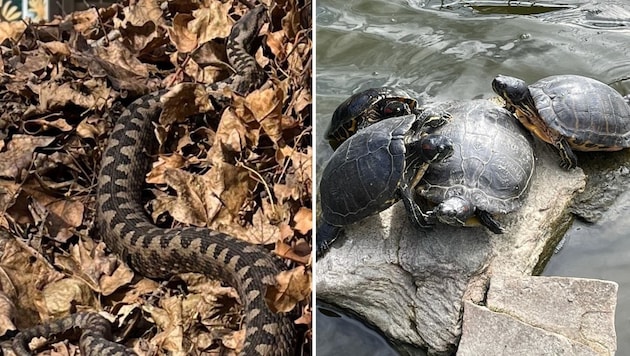 Hornotter und Schildkröten sind aufgewacht. (Bild: Reptilienzoo Happ)