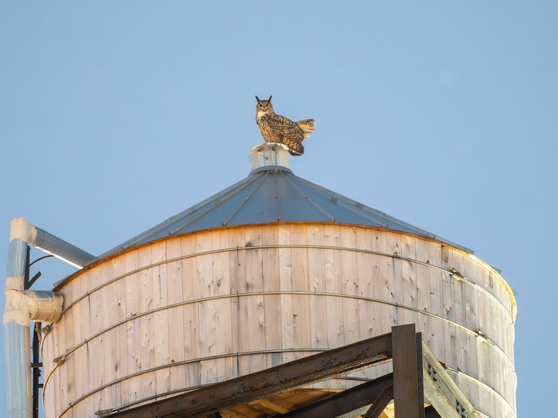 „Flaco“ auf einem Wasserturm in New York (Bild: APA/Courtesy Jacqueline Emery via AP)