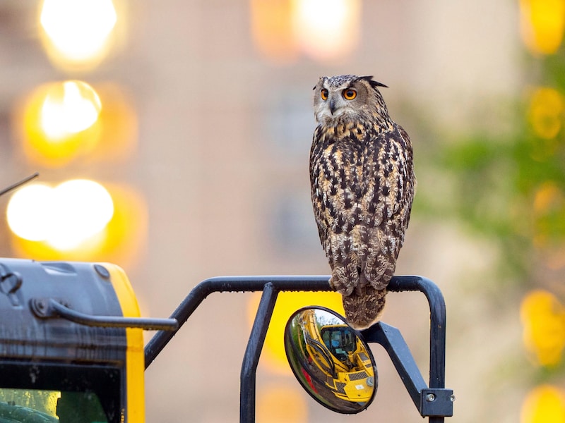 Uhu „Flaco“ auf der Jagd in New York City. (Bild: APA/Courtesy David Lei via AP)