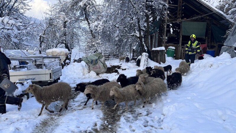 Die 22 Tiere konnten befreit werden! (Bild: FF Hermagor)