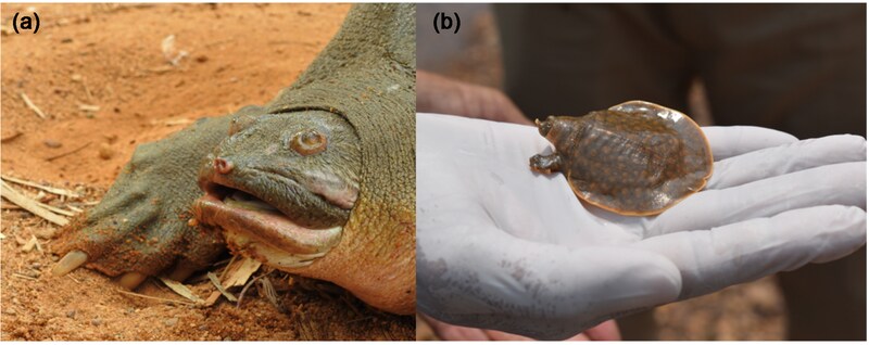 Ausgewachsene Tiere können bis zu einem Meter breit und 50 Kilogramm schwer werden. Sie landen leider in asiatischen Ländern immer wieder im Kochtopf und sind daher vom Aussterben bedroht.  (Bild: Cambridge University Press/Ayushi Jain)