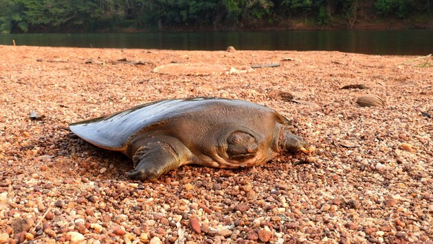 Die Exemplare der Cantors Riesen-Weichschildkröten konnten in Indien erfolgreich brüten. Die Art gilt als extrem stark gefährdet. (Bild: University of Portsmouth/Ayushi Jain)