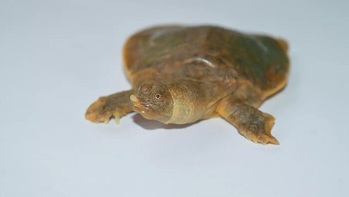 Nachwuchs der Cantors Riesen-Weichschildkröten