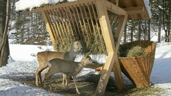 Der Alpenzoo ist begehrt. (Bild: Christof Birbaumer)