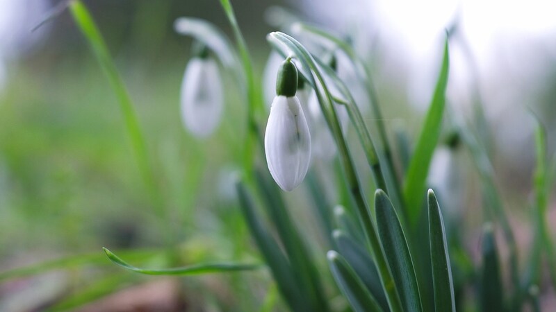 The first harbingers of spring (Bild: APA/dpa/Sebastian Willnow)