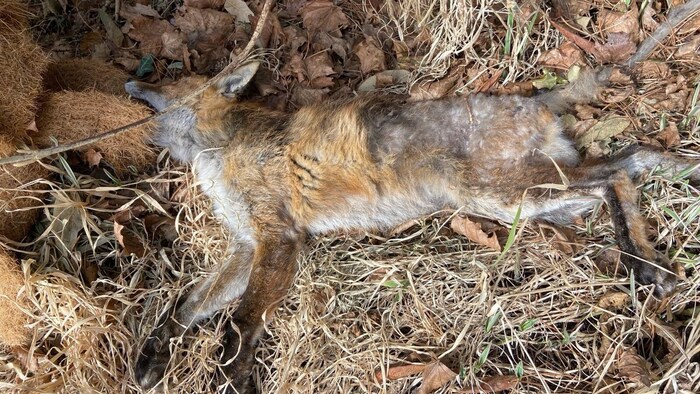 Grausiger Fund im eigenen Garten: Richard Lugner fand einen toten Fuchs in seinem Garten.