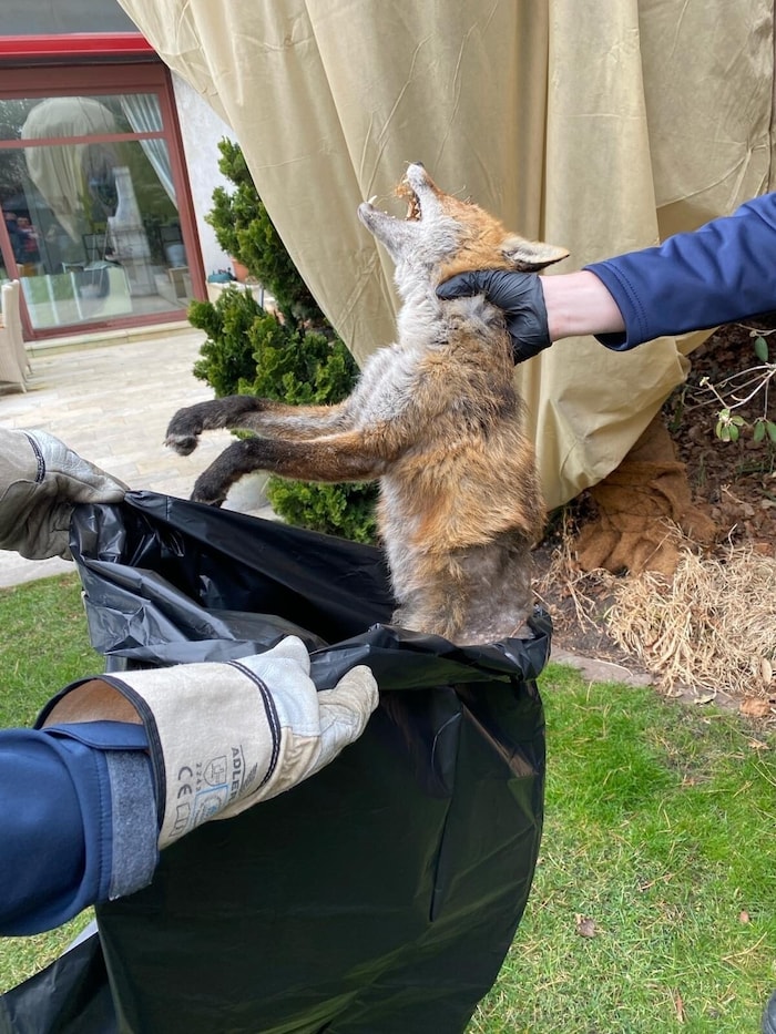 Tierkörperverwertung sprach von einer möglichen Vergiftung, der der Fuchs zum Opfer fiel.