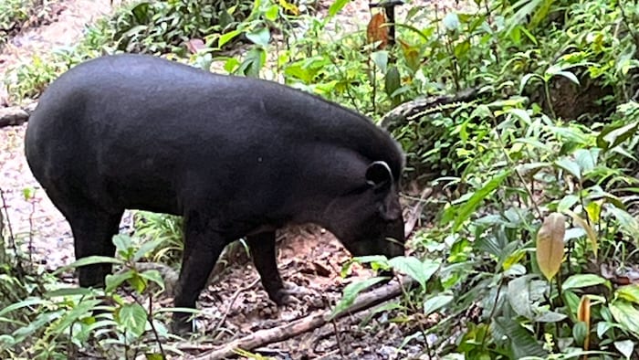 A mountain tapir at the rescue center