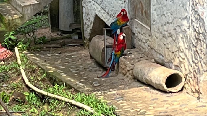 Parrots also feel at home in the rescue center.