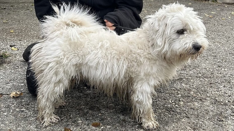 „Maxi“ am Tag der Beschlagnahmung (Bild: Pfotenhilfe)