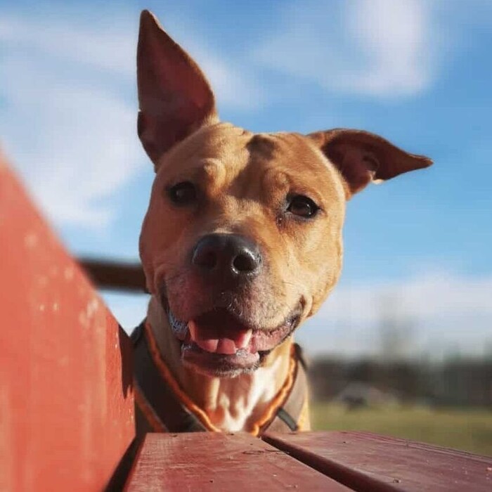 Neugierig, sportlich und anschmiegsam - „Shila“ ist für aktive Hundekenner die ideale ...