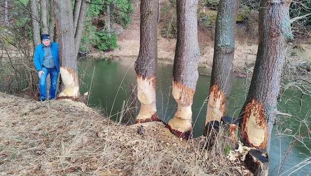 Waldviertel farmer Andreas Draxler has major problems with a strictly protected beaver family. He shows just one of the many groups of trees nibbled on there and points out other dangers. (Bild: Privat)