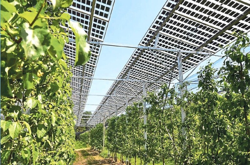 Ein Musterprojekt in NÖ steht durch das Voting nun auf Warteposititon: Photovoltaik-Elemente als Schutz für Marillenbäume. (Bild: Versuchsstation Haidegg)