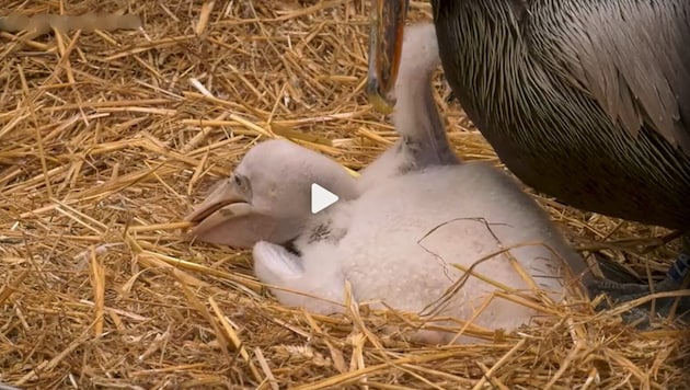 At Berlin Zoo, a male pelican couple has adopted a chick (pictured). (Bild: glomex, Krone KREATIV)