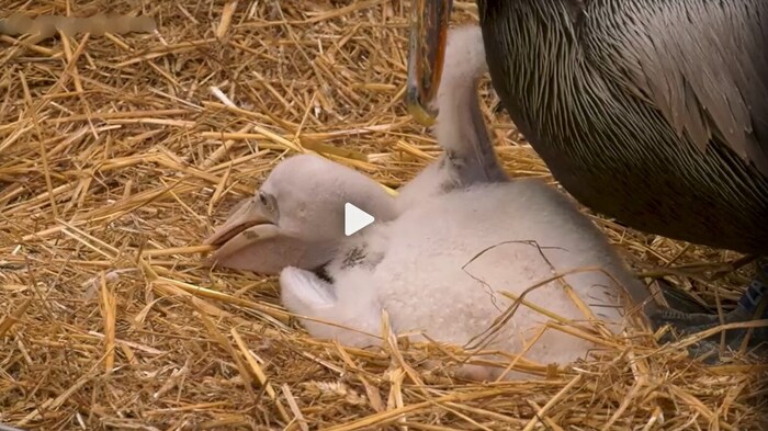 The chick was born on January 23.