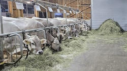 Damit Berglandmilch die Milch noch abnimmt, brauchen Kühe in Anbindehaltung künftig mindestens 90 Tage Auslauf im Jahr. (Bild: Rinderzucht Tirol)
