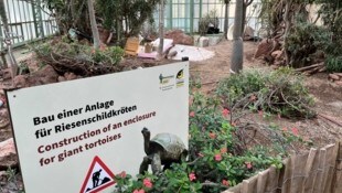 Riesenschildkröten sind auf den Inseln des Indischen Ozeans, vor allem auf den Seychellen, daheim. Für Zoodirektor „Dirty Hering“ liegen die offenbar in der Wüste. (Bild: Lukas Zimmer)