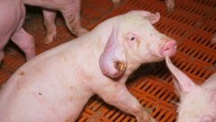 Verstörende Bilder wie diese erreichen uns aus einem steirischen Schweinemastbetrieb (Bild: VGT)