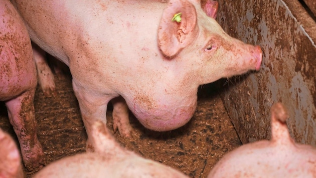 Ein gequältes Tier leidet unter einem riesigen Tumor  (Bild: VGT)