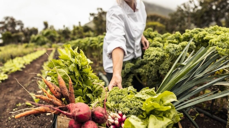 Viele Landwirtinnen und Landwirte haben Sorgen wegen der Ernährungssicherheit (Symbolbild). (Bild: Jacob Lund Photography, stock.adobe.com)