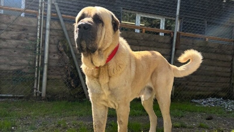 Kangal Django (Bild: Tierschutzheim Vorarlberg)