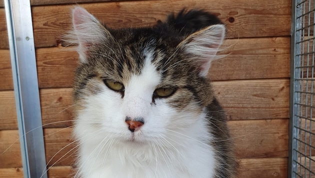 Olaf the cat is really cuddly. (Bild: Tierschutzheim Vorarlberg)