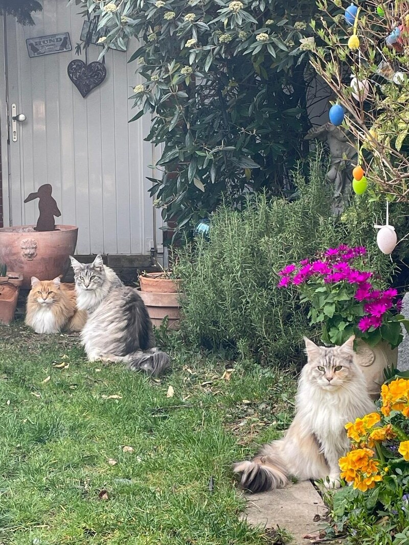 Maine-Coon-Katzen sind sehr menschenbezogen und anhänglich. Freigang im gesicherten Garten wäre auch in Zukunft wünschenswert, aber das ist kein Muss.  (Bild: privat)