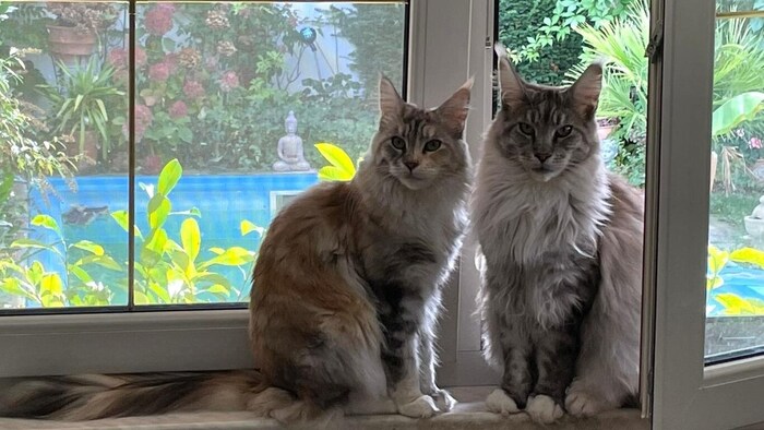 The velvet paws no longer understand the world, their beloved owner is gone.