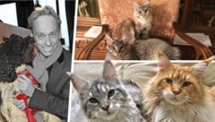 Mit nur 58 Jahren wurde Volker Grohskopf viel zu früh aus dem Leben gerissen. Für seine vier Maine-Coon-Katzen wird dringend ein neuer Besitzer gesucht.  (Bild: privat Krone KREATIV,)