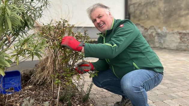 Gärtner Werner Biedermann rät jetzt zum Rückschnitt von Bäumen, Sträuchern und Ziergras. (Bild: Biedermann)